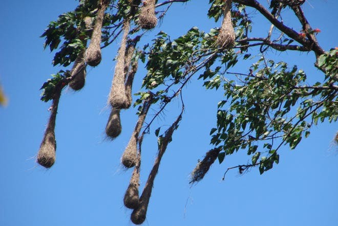 Corn bird nests everywhere © BW Media